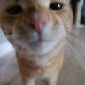 Profilbild von MyLifeFrAiur 🐈‍⬛