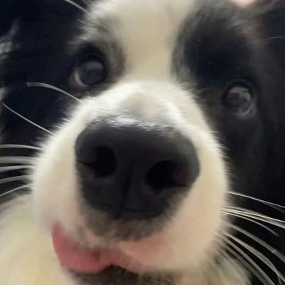 pupp4r4p3's profile picture