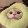 MarketCatHQ 的头像