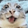 Profilbild von Ameer