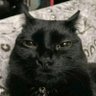 Profilbild von Cat of Infinite Wisdom