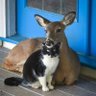 Profilbild von deercat