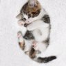 とーますとーます 的头像