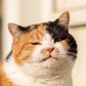 OrbitPaws 的头像