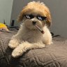 Profilbild von Misty D Sunshine AKA: Dodge Dart Doggie