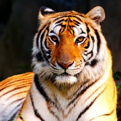 BORSA KAPLANI's profile picture