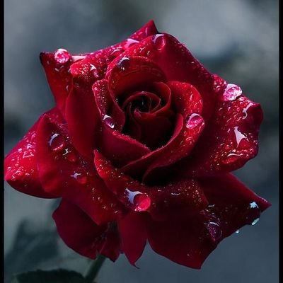 Lilylila55's profile picture