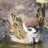 piss sparrow's profile picture