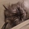 Profilbild von mina