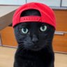 Roni's profile picture