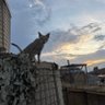 Endoferos profil fotoğrafı