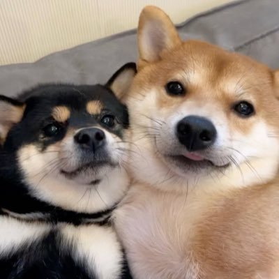 口多哆's profile picture