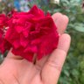 ♥️🌻 profil fotoğrafı