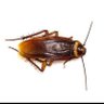 Фото профиля Cockroach Janta Party (CJP)