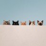 @Cat-lover profil fotoğrafı