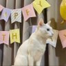 Фото профиля Cat