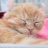 Profilbild von たびぃ