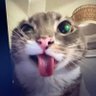 umutSVG's profile picture