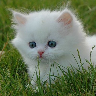 Rümeysa's profile picture