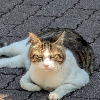 HFXuFJeoxMUV3Ig's profile picture