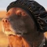 Profilbild von Draco