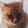 鲨鱼辣椒 profil fotoğrafı