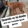 cachorro pidao profil fotoğrafı