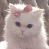 Profilbild von ichigoX