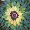 Lillies_Mom's profile picture