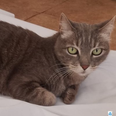 laiayfrodorw's profile picture