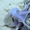 Фото профиля Octolia8armz