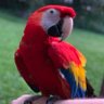 DulcimerMadrigal's profile picture