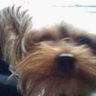 Whiskey Tango's profile picture