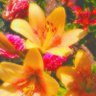 ✿ ⋆ ★ˏˋ°•*⁀➷✿ profil fotoğrafı