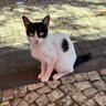 falcão elétrico 隼's profile picture
