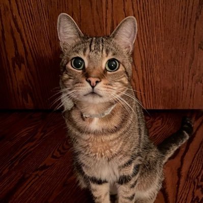 snoweei's profile picture