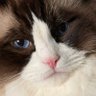 Profilbild von N Cat