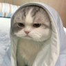 Profilbild von Wapsey (dev arc)