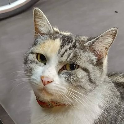 radixhidayat's profile picture