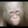 mayonnaise monkey menace profil fotoğrafı