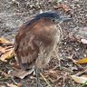 Profilbild von Night Heron