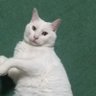 ふーちん's profile picture