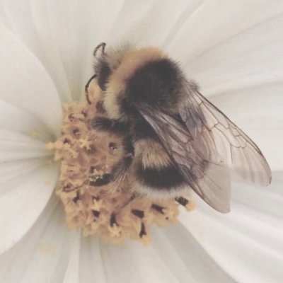 honeybee fifi 𐔌՞. .՞𐦯's profile picture