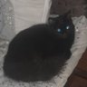 Ибрагим Халил profil fotoğrafı