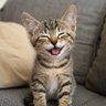 News _From _Dcoder's profile picture