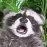 まこたむふぁん's profile picture