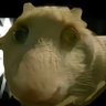 guagua's profile picture