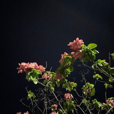 deshi8k's profile picture