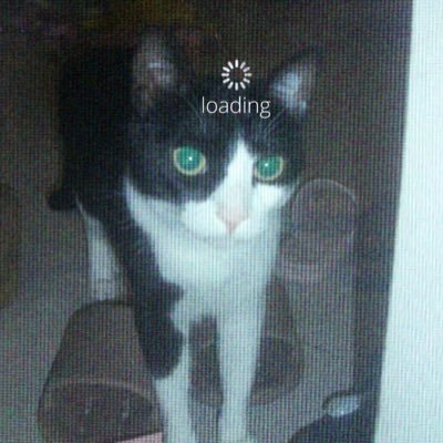 niconekohaco's profile picture