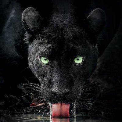 Nature Proved Scary As Hell's profile picture